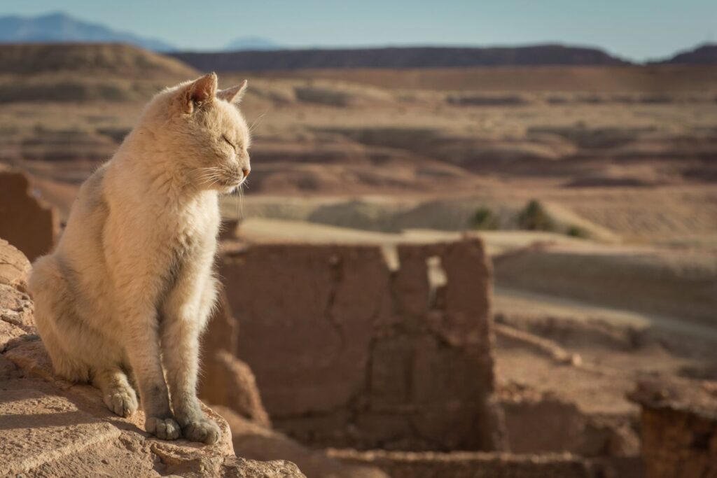 L'ancêtre du chat provient d'une zone géographique désertique