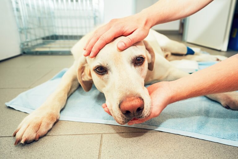 Un AVC chez le chien peut être fatal