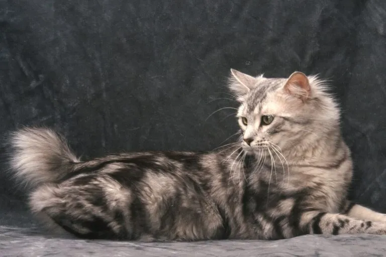 Bobtail américain