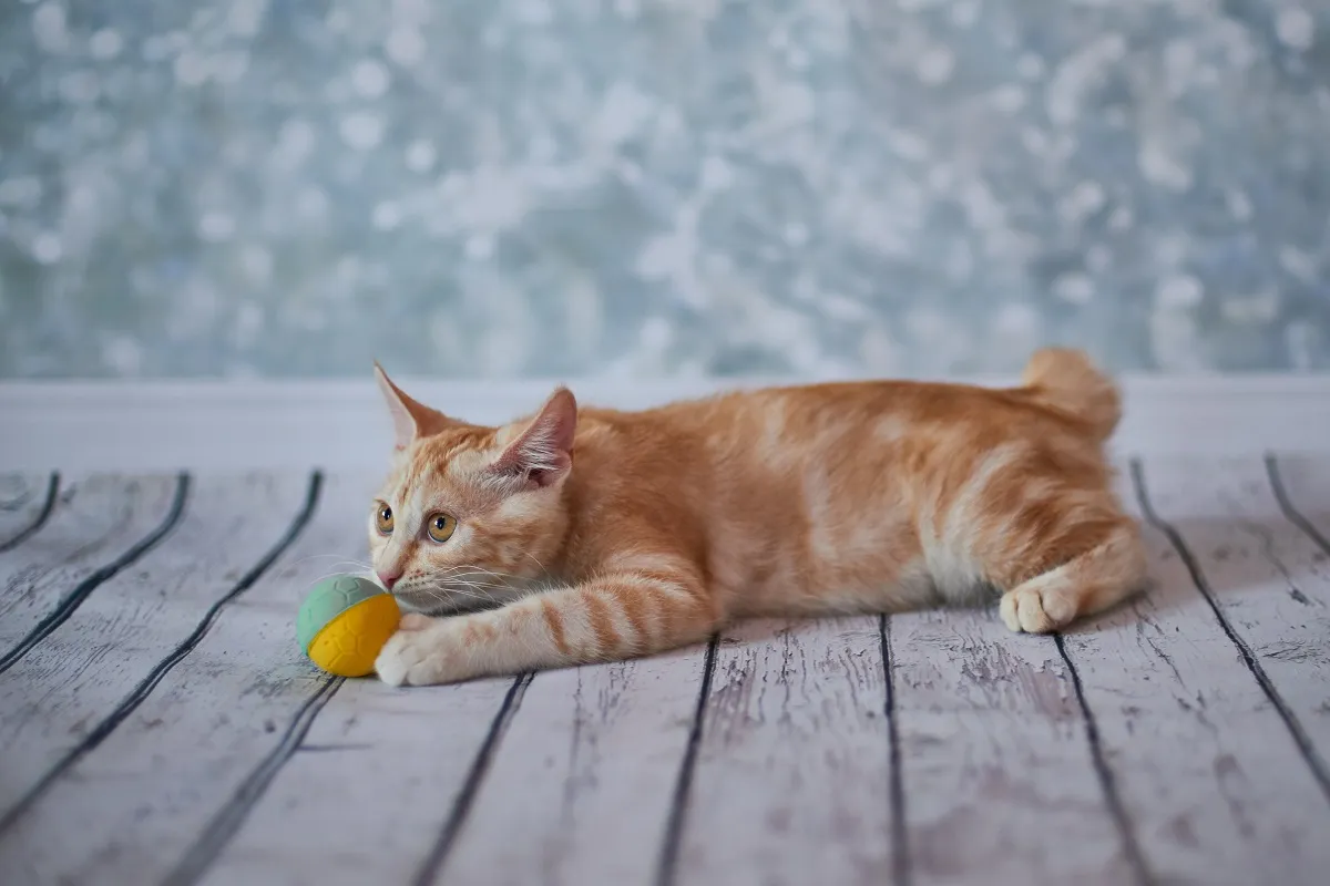 Chaton Bobtail américain jouant à la balle