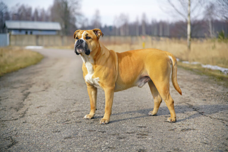 Le ca de bou est un bouledogue espagnol