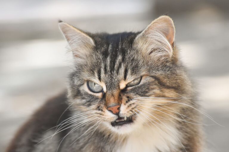 Un chat jaloux qui a l'air agressif