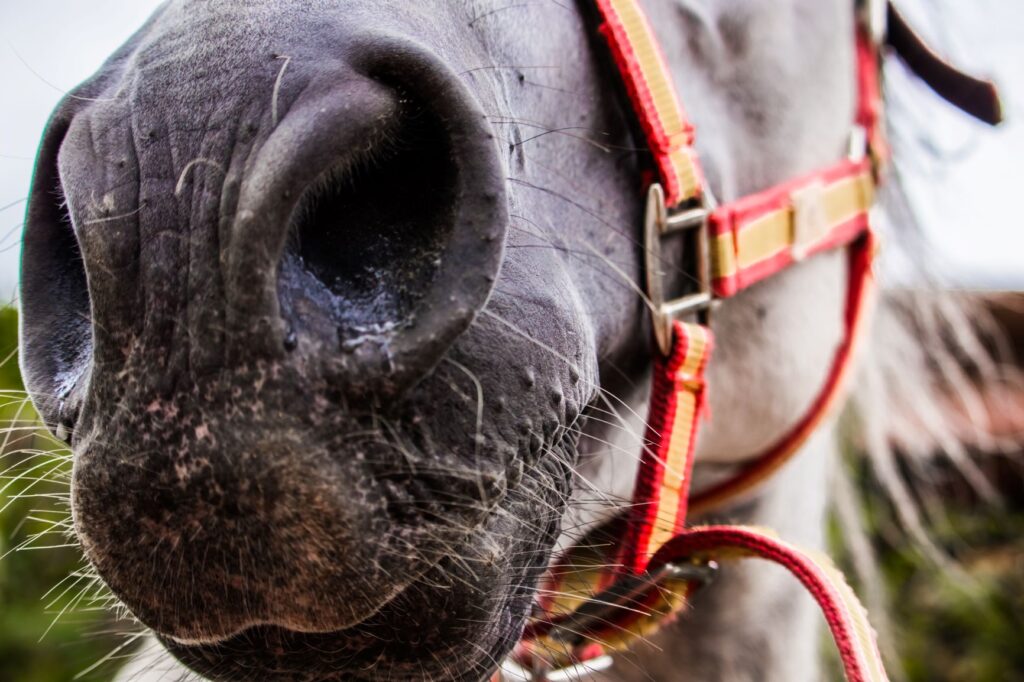Un cheval qui tousse a souvent des écoulements nasaux