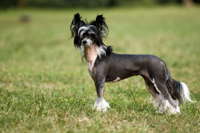 Le chien chinois à crête a des poils uniquement sur le crâne