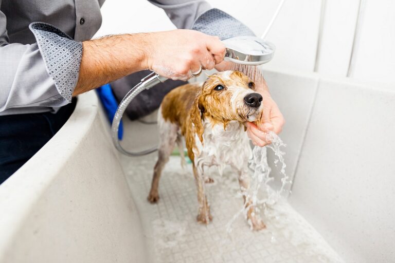 Mon chien sent mauvais ? Une bonne douche fera l'affaire