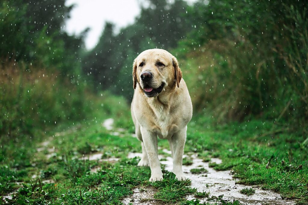 Mon chien sent mauvais sous la pluie : il ne faut pas s'inquiéter
