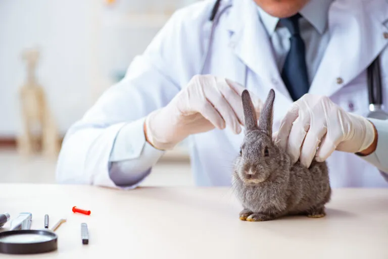 Lapin souffrant de coccidiose