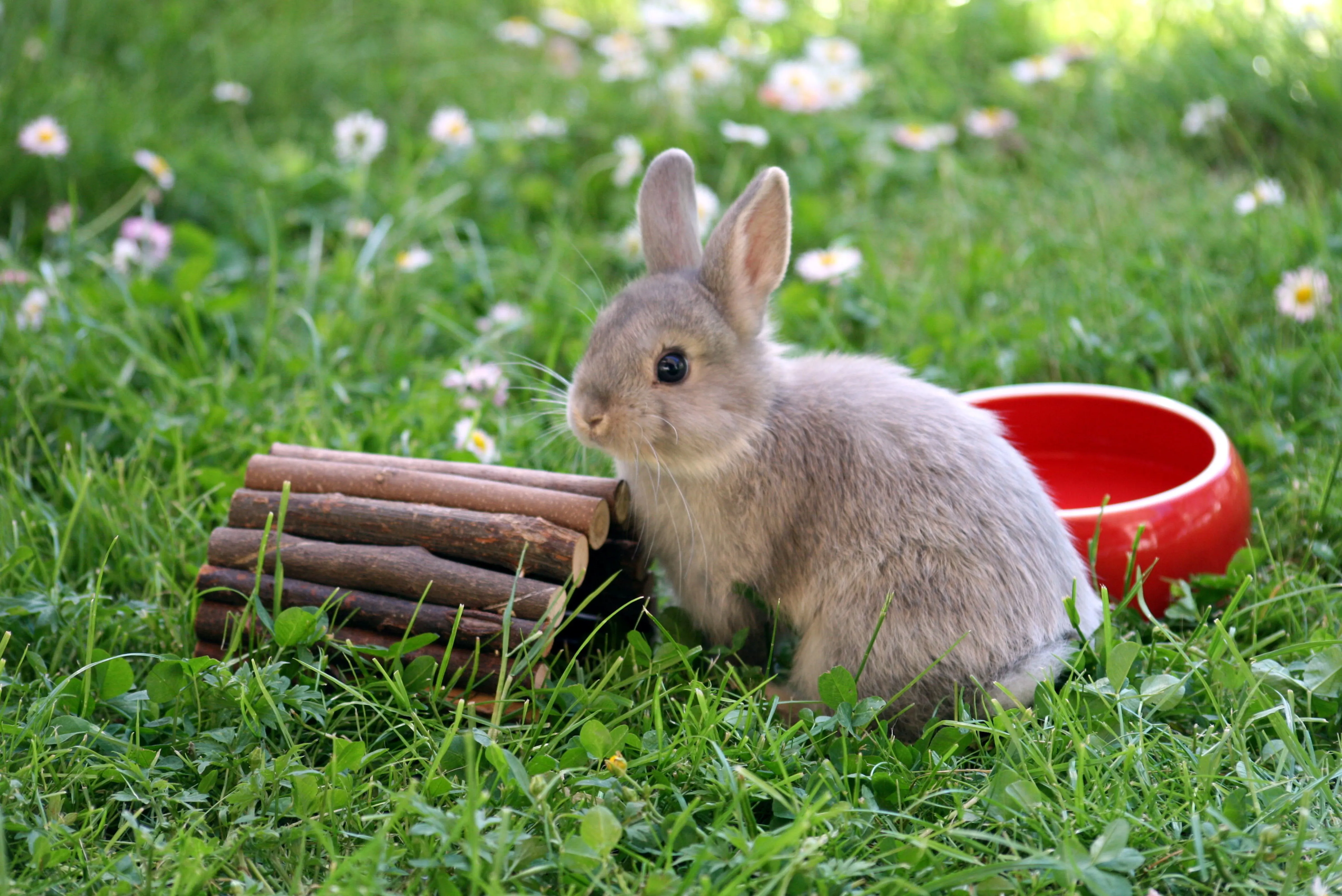 Coccidiose du lapin