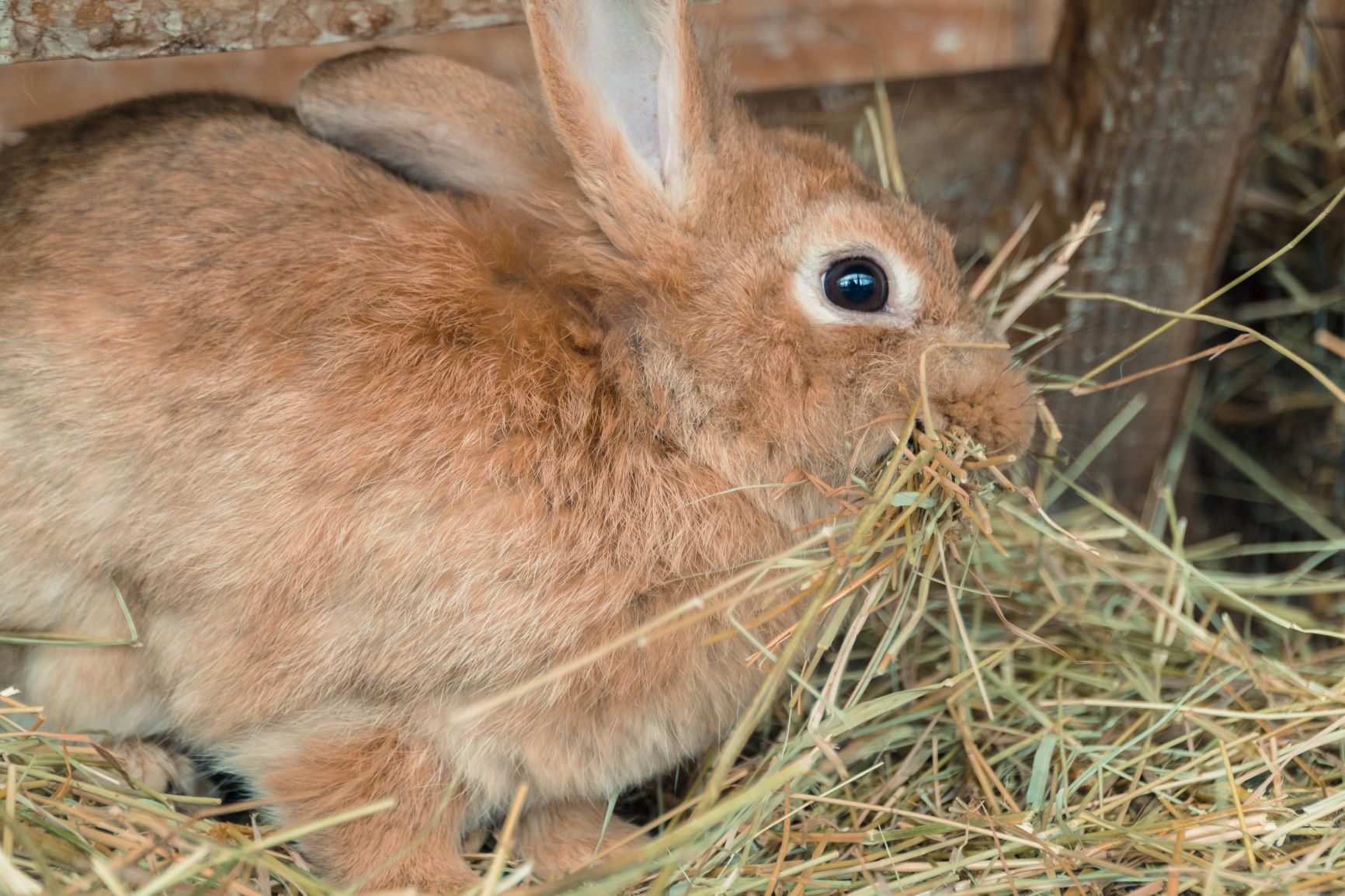 Coccidiose chez le lapin : les aliments en cause