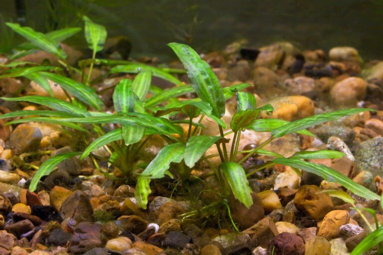 Quelles sont les plantes aquariums faciles populaires?