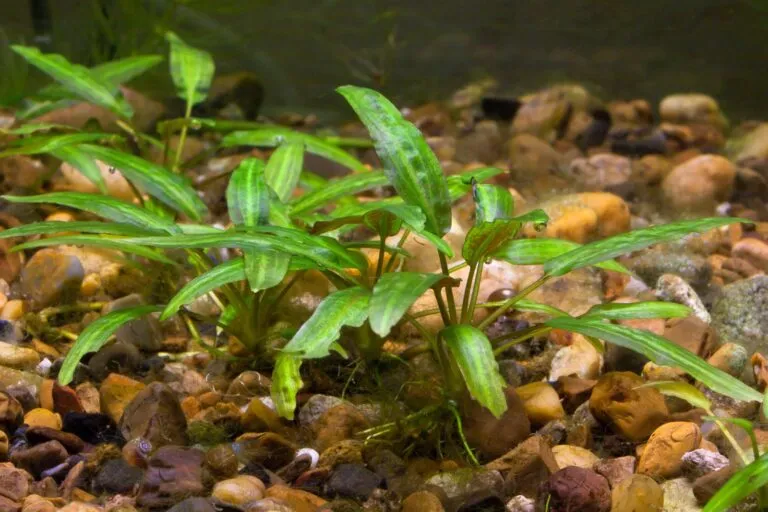 La cryptocoryne est une plante facile d'entretien