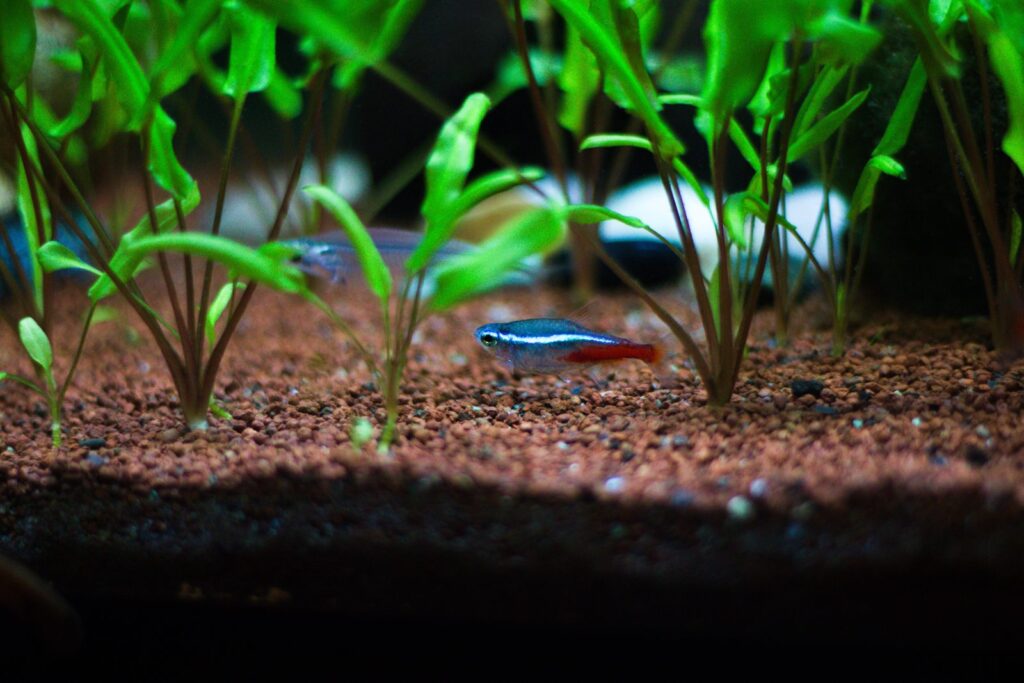 Cryptocoryne : une belle plante pour votre aquarium