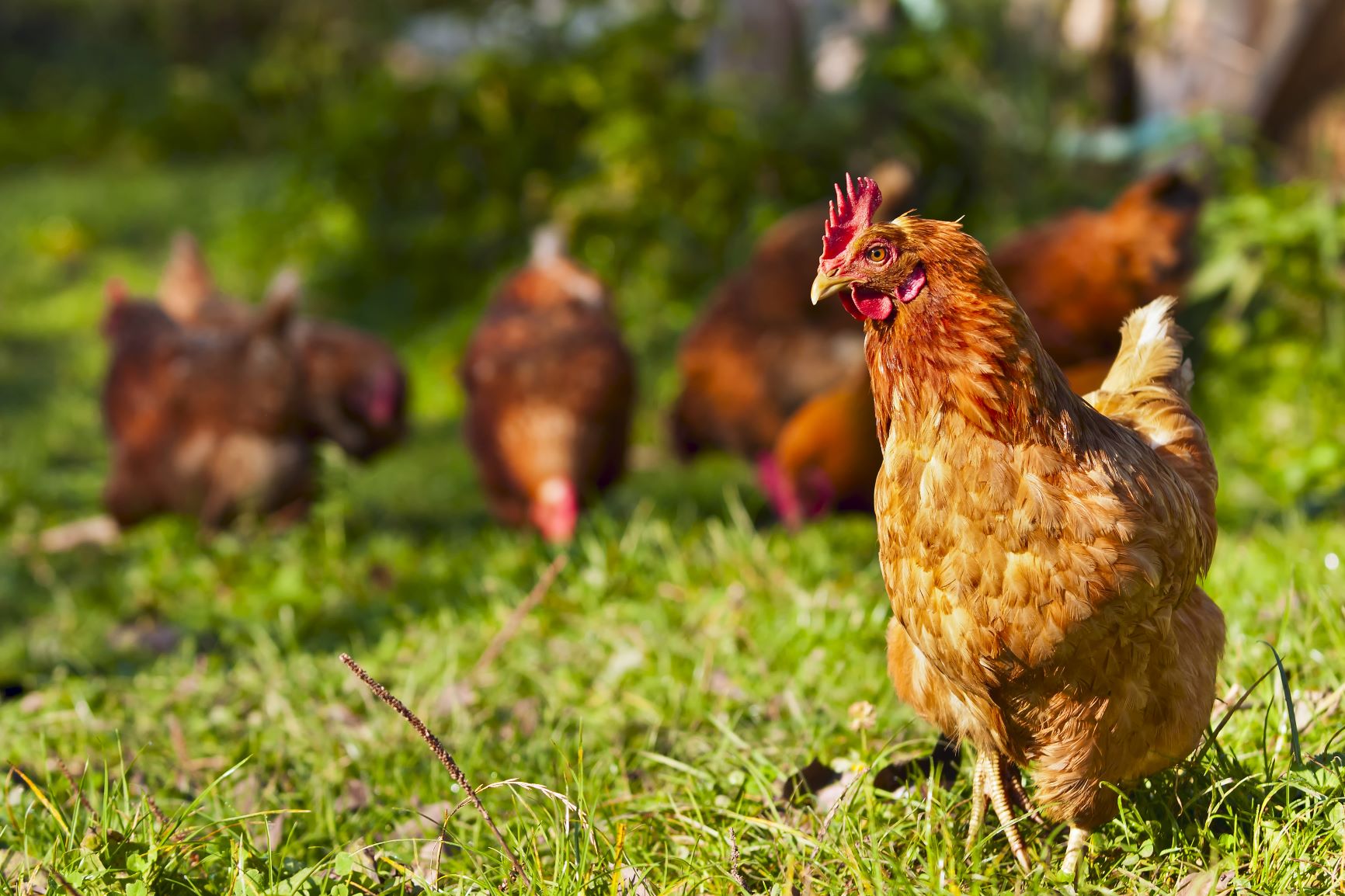 Combien d'œufs par jour et par an peut pondre une poule ?