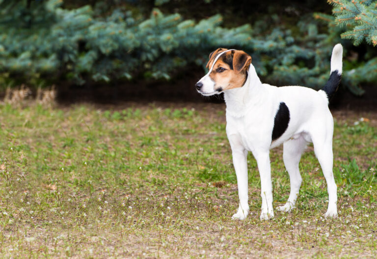 Un magnifique Fox Terrier à poil lisse