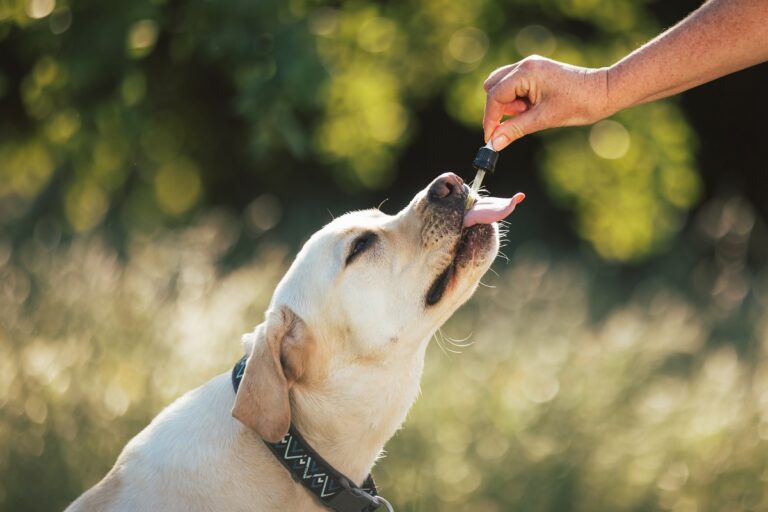 L'huile de coco peut être mangée par le chien