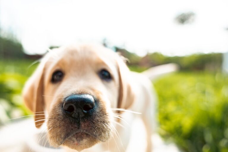 La moustache du chien se compose de vibrisses