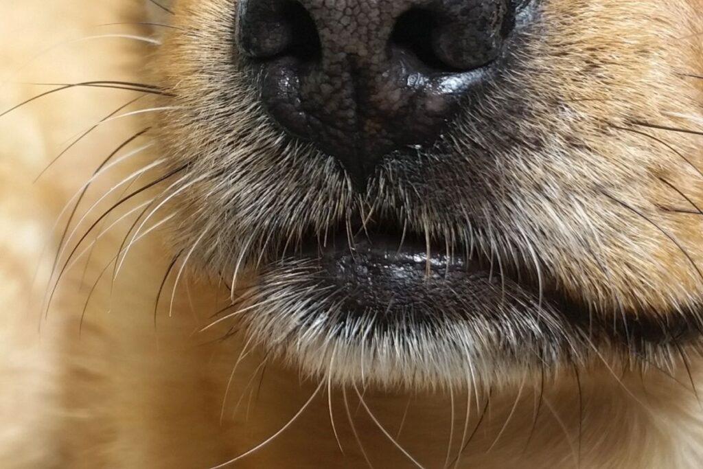La moustache du chien se situe au dessus des lèvres