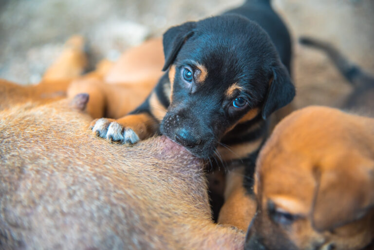 Après la naissance des chiots, la tétée.