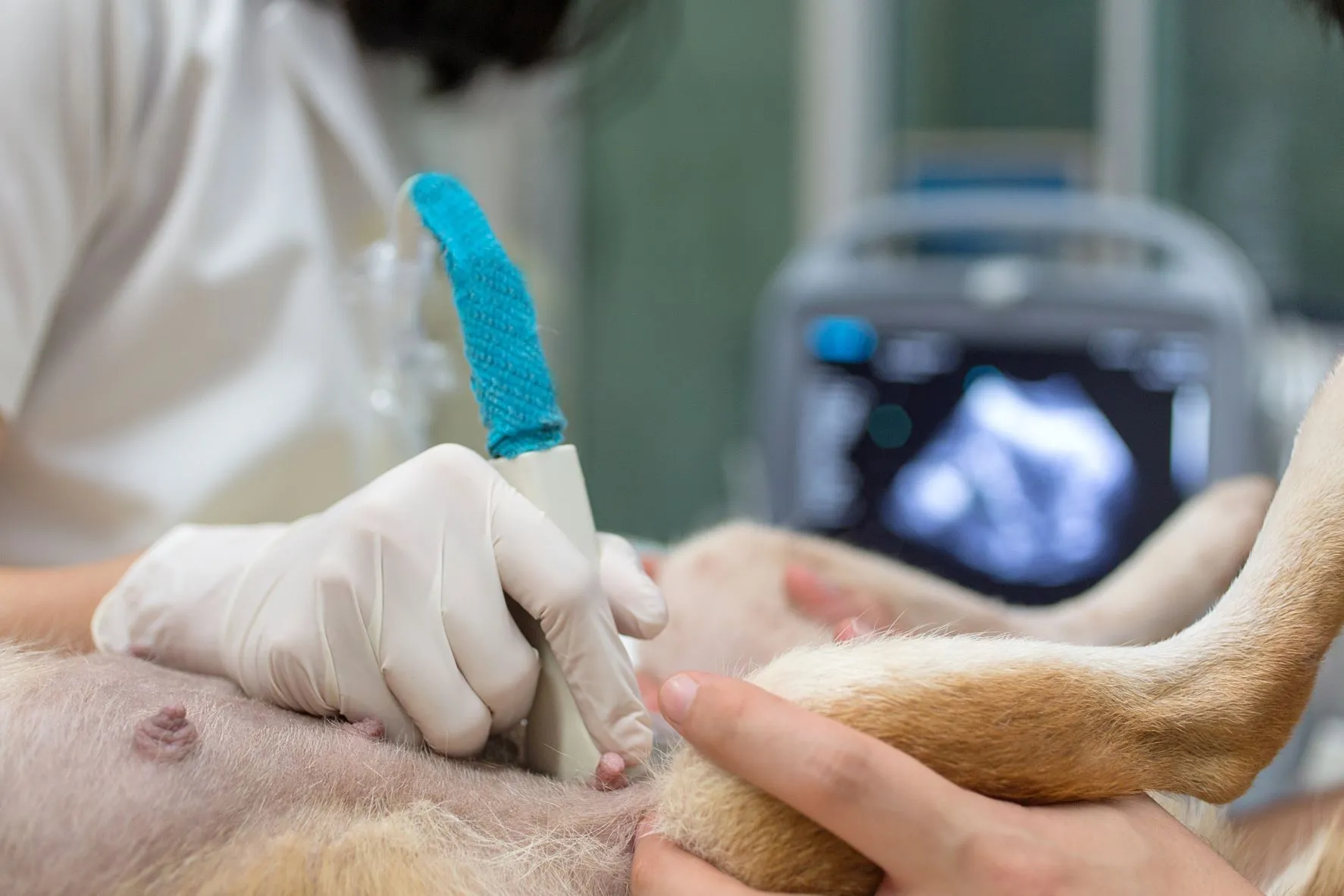 L'échographie permet de connaitre le moment de la naissance des chiots