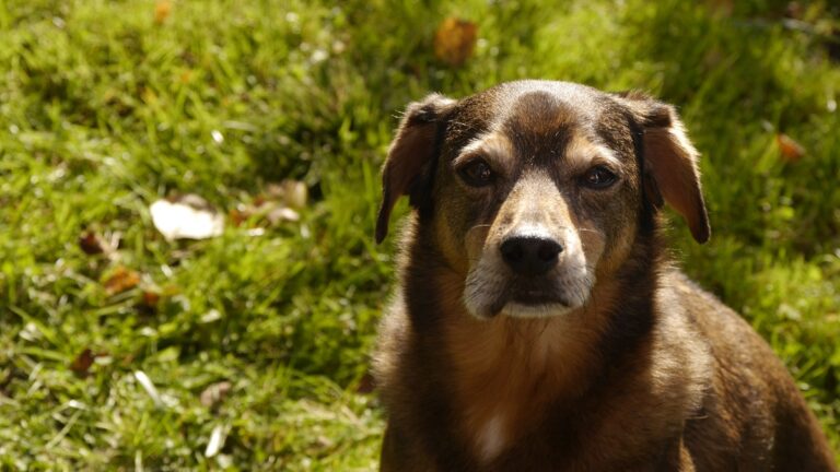 La piqûre de guêpe chez le chien