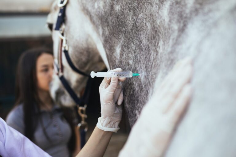 Une inoculation de vaccin chez le cheval