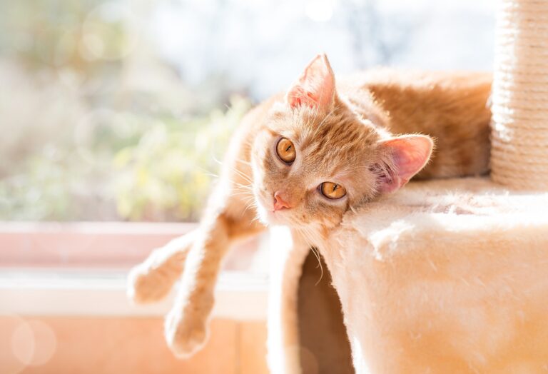 Acheter un chat n'est une décision à prendre à la légère