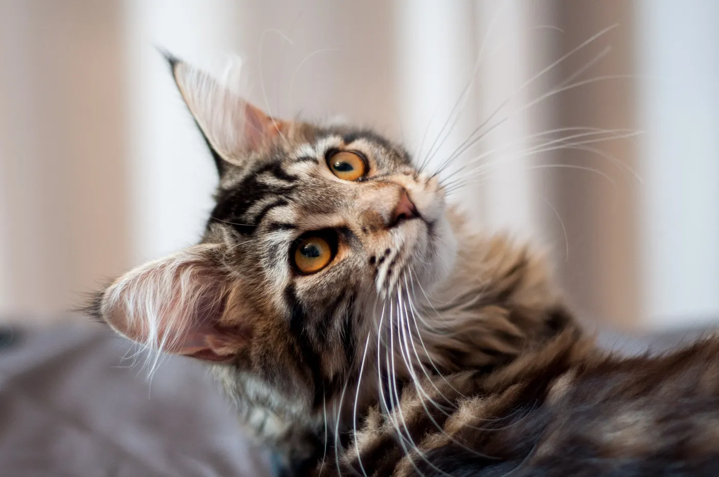 Acheter un chat demande une mûre réflexion