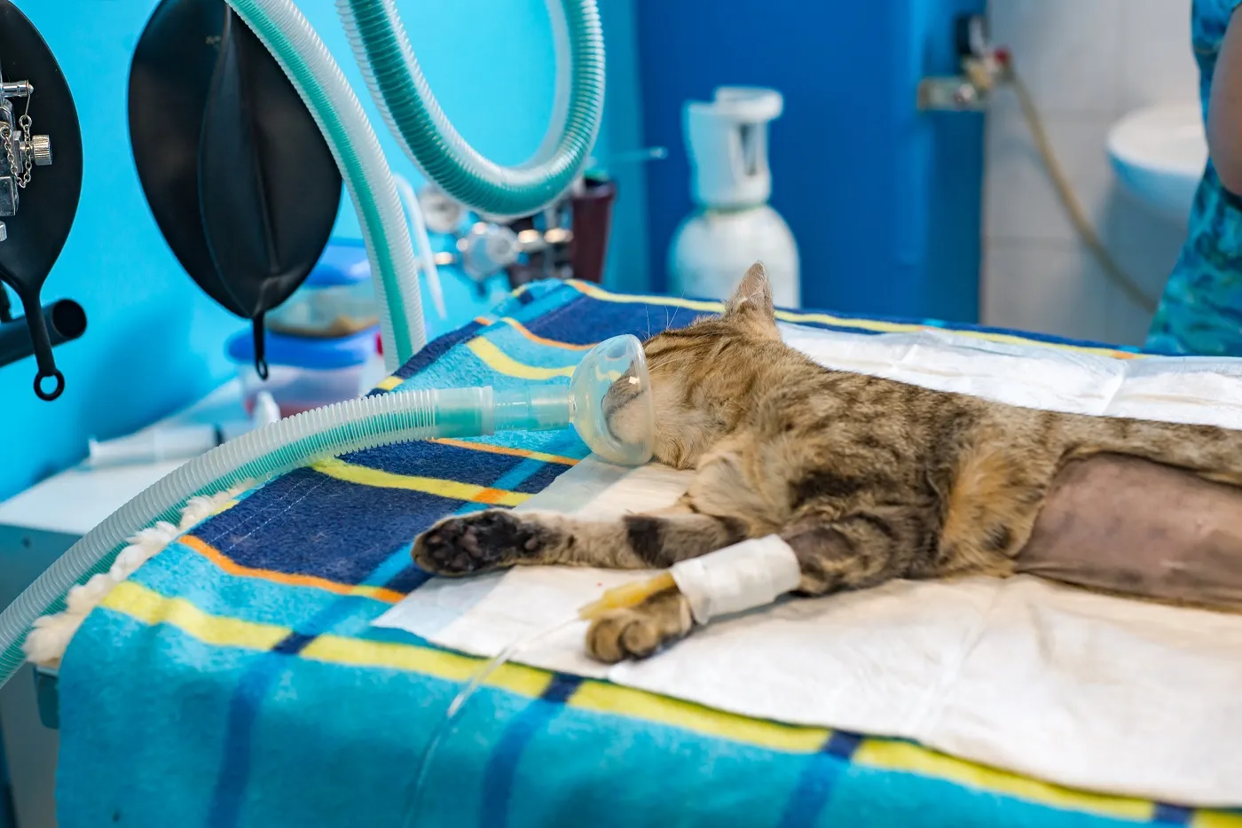 L'anesthésie chez le chat est l'occasion parfaite pour détartrer les dents