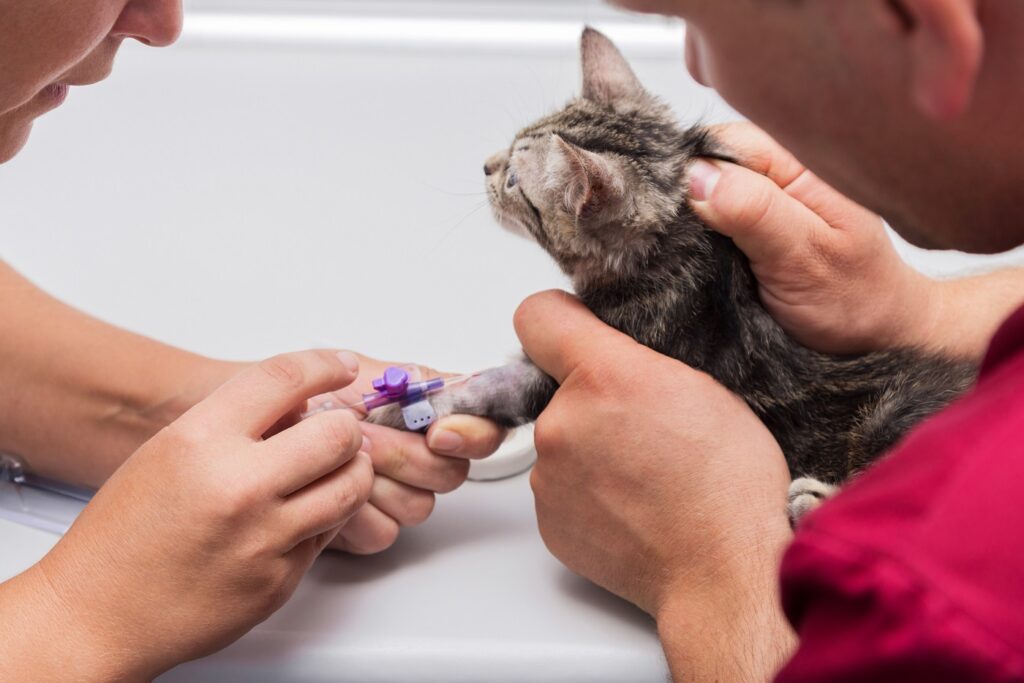 Pour une anesthésie chez le chat, le vétérinaire pose un cathéter