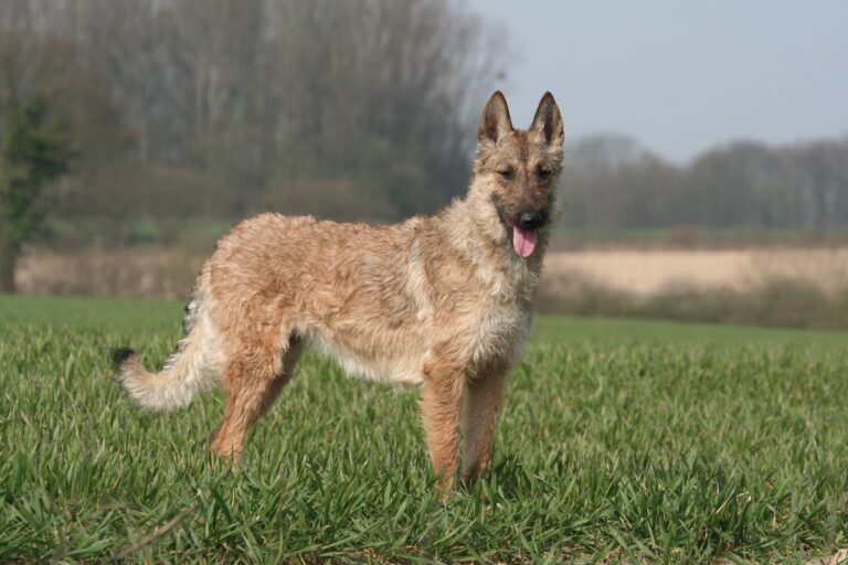 Un berger belge Laekenois dans la nature