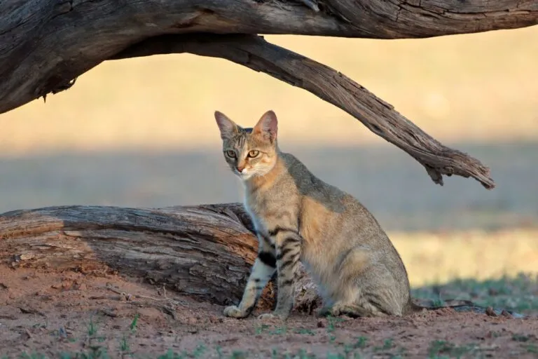 Chat sauvage d'Afrique dans son habitat sauvage