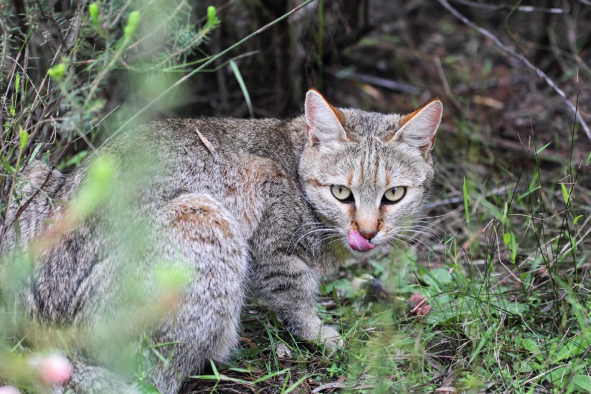 Un chat sauvage d'Afrique affamé