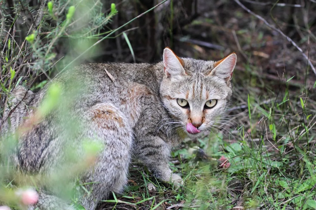 Un chat sauvage d'Afrique affamé