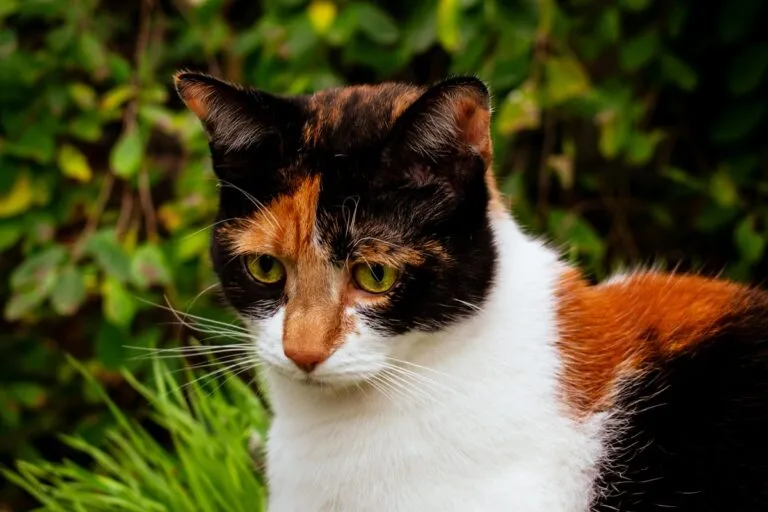 Magnifique chat tricolore