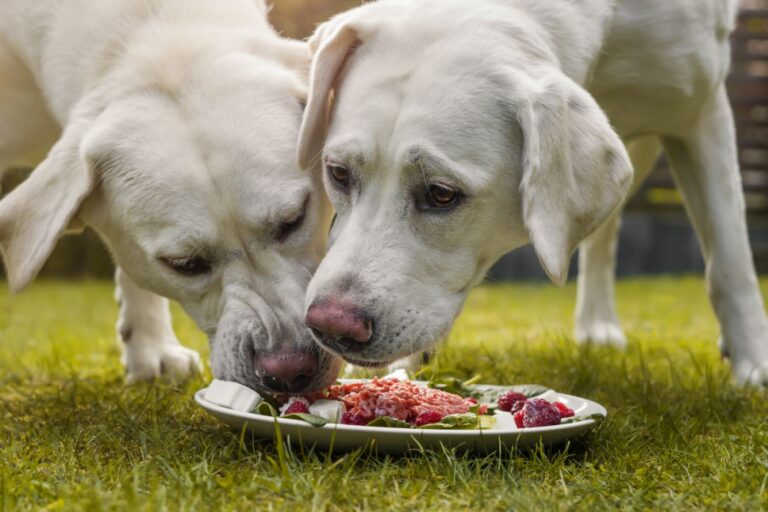 Un bon chien n'est pas jaloux pour les croquettes