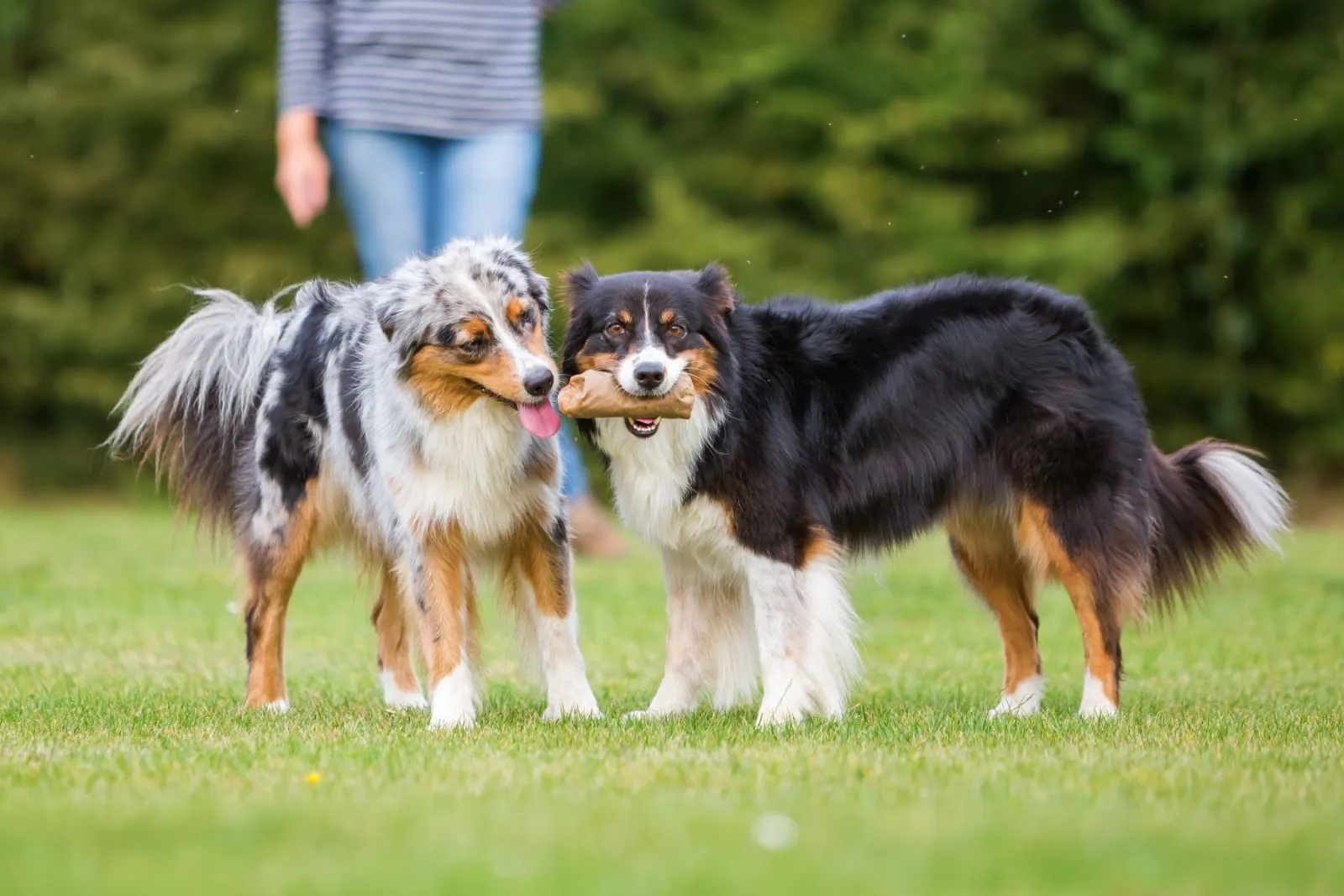 Un chien jaloux veut la l'os de l'autre toutou