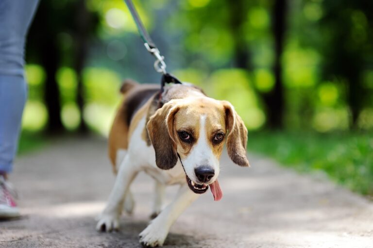 Ce chien tire la laisse durant la promenade