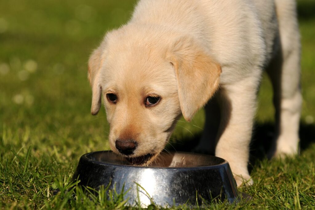 Un jeune chien peut boire beaucoup de lait