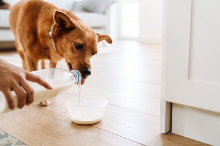 Le lait est-il toxique pour un chien adulte ?
