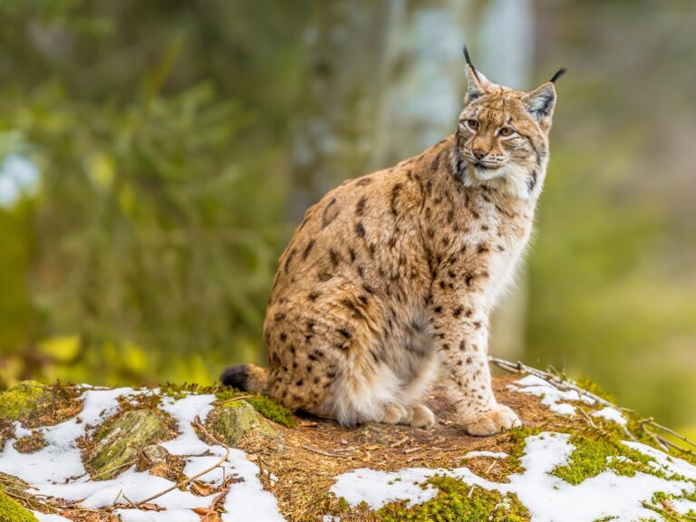 Un lynx dans un bois en Europe