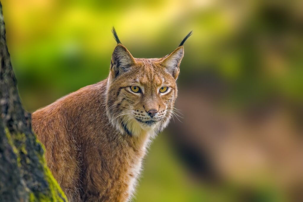 Un lynx avec sa pilosité faciale caractéristique