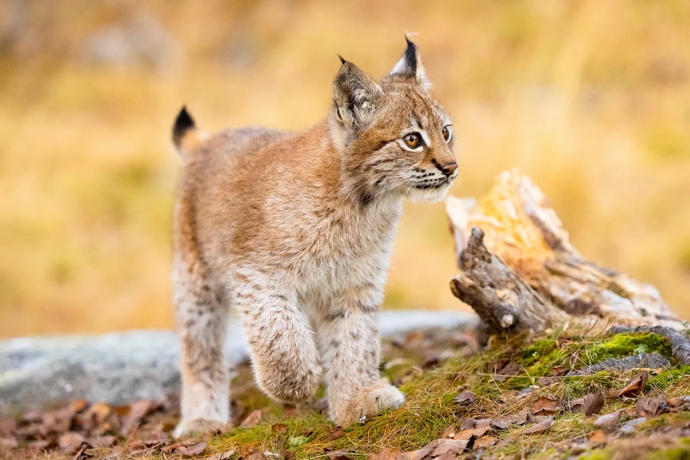 Un bébé lynx dans la forêt