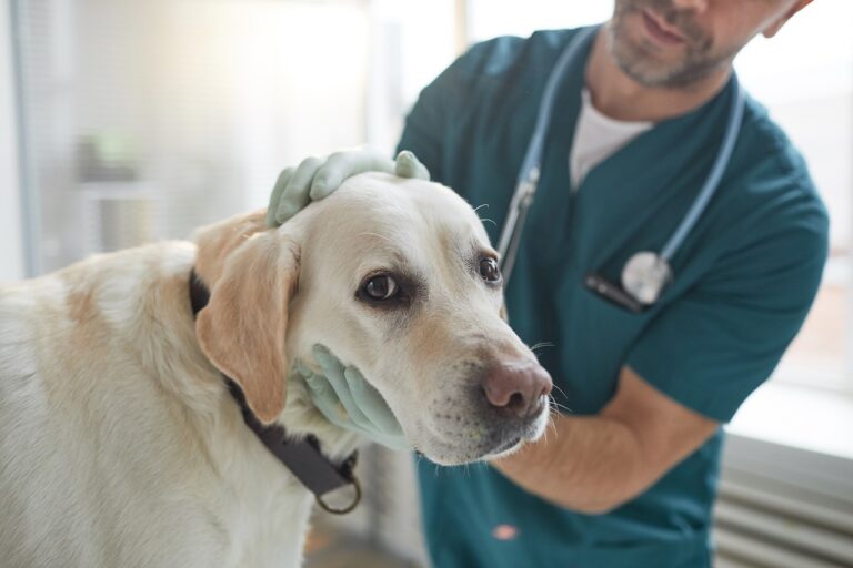 Accessoires auto pratiques pour l'éducation des chiens