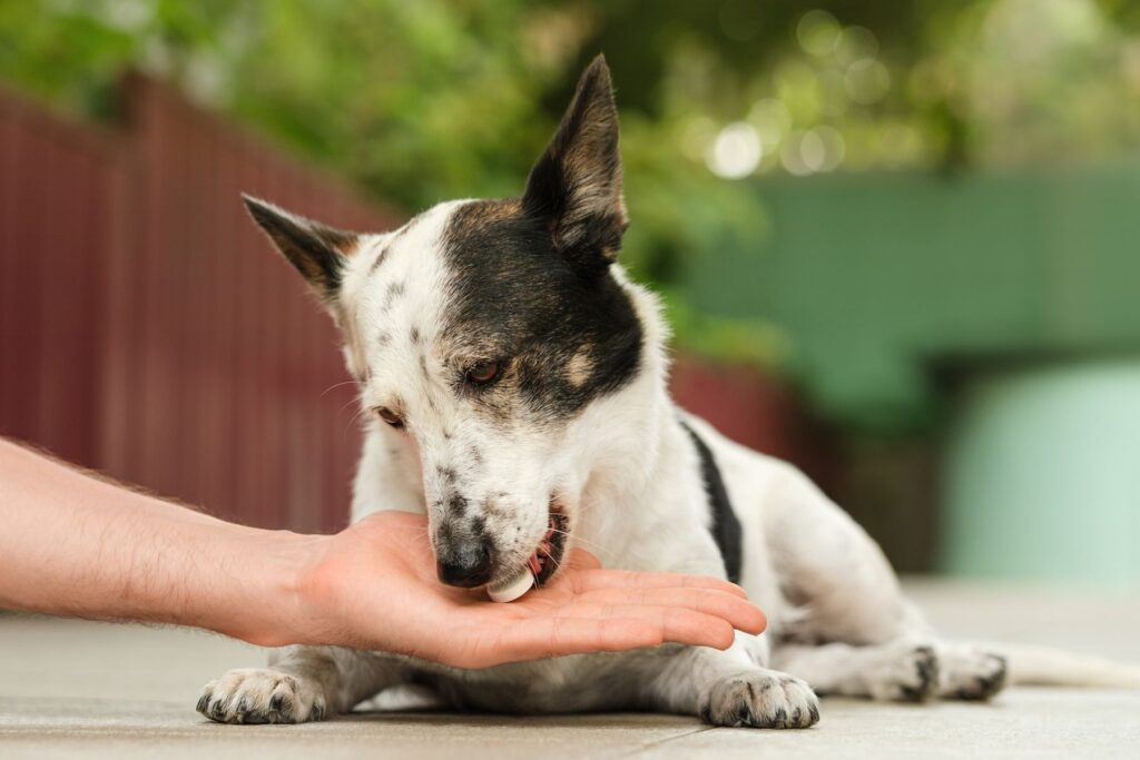 Maladie auto-immune chez le chien : des traitements sont disponibles