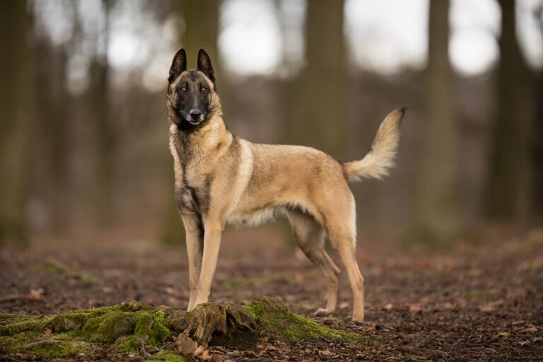 Malinois : chien policier Belge  Tempérament, soins, longévité