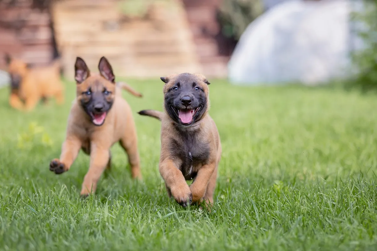 Des jeunes Malinois