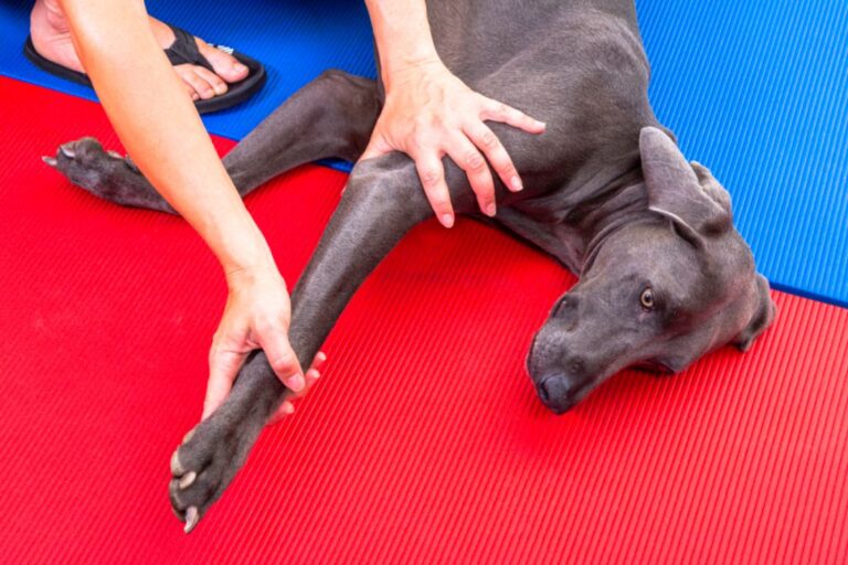 Tête de Chien Herbe à faire Pousser