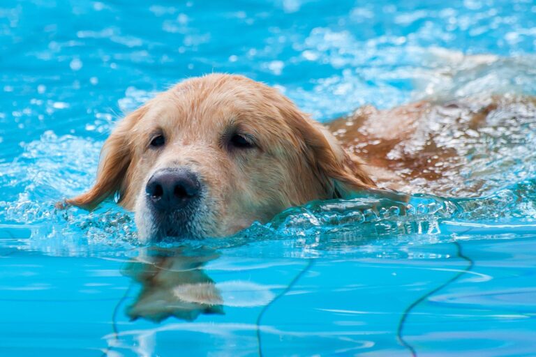 Chien dans une piscine