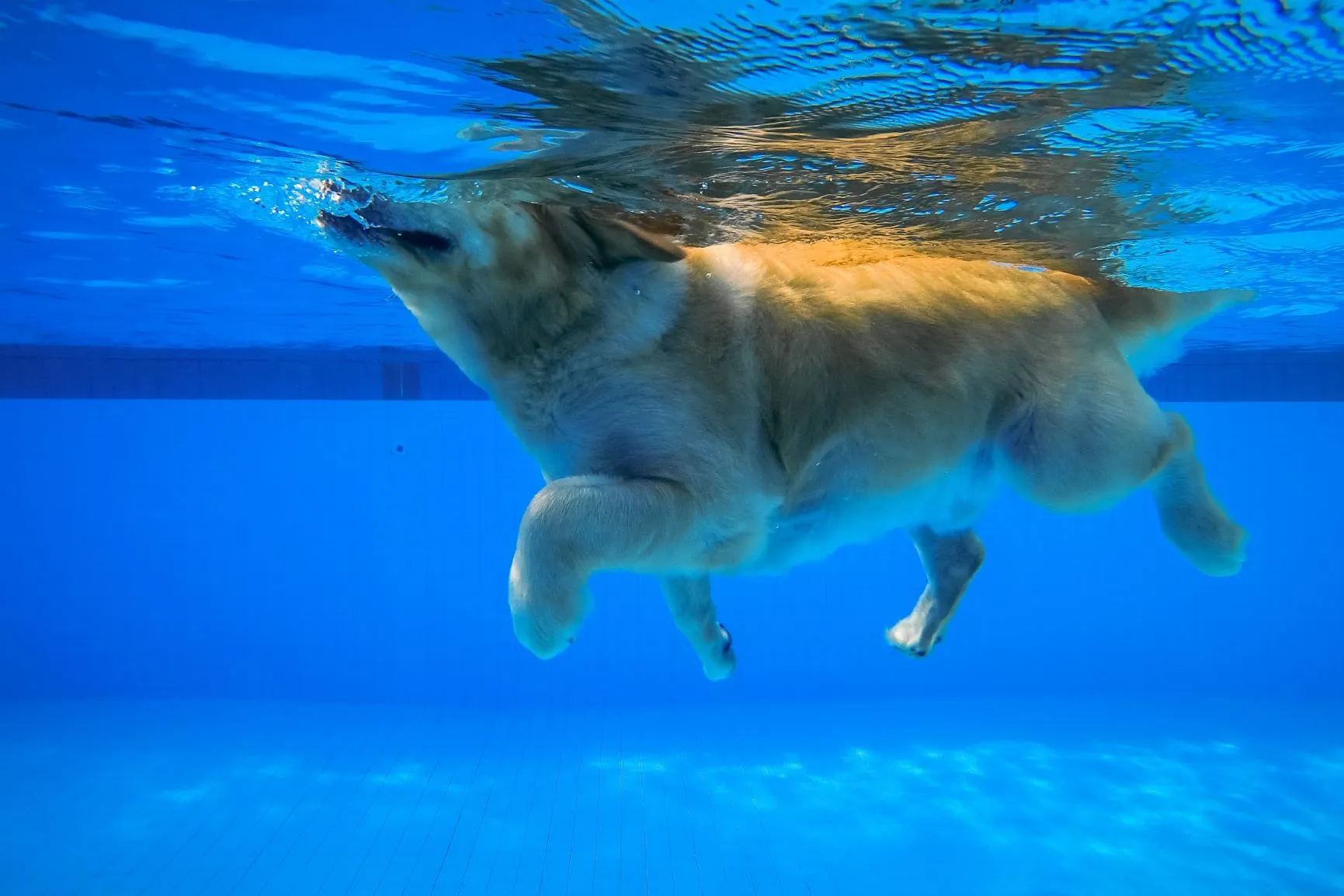 Chien nageant dans la piscine
