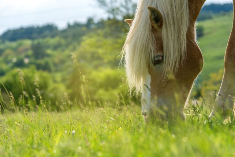 Que mangent les chevaux ?